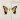 Brand New Eyes