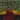 Beet