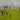The Hissing of Summer Lawns