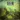 Mummer