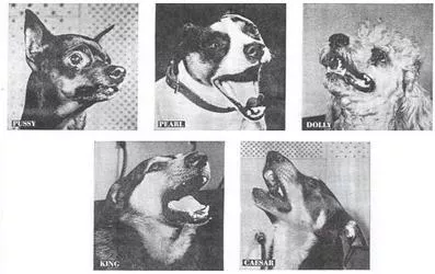 The Singing Dogs