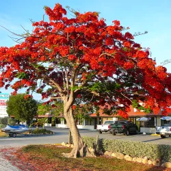 Poinciana (Song of the Tree)