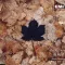 A Leaf